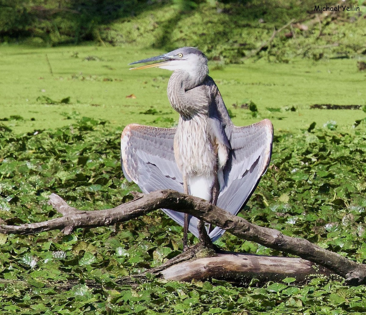 Great Blue Heron - ML622214446