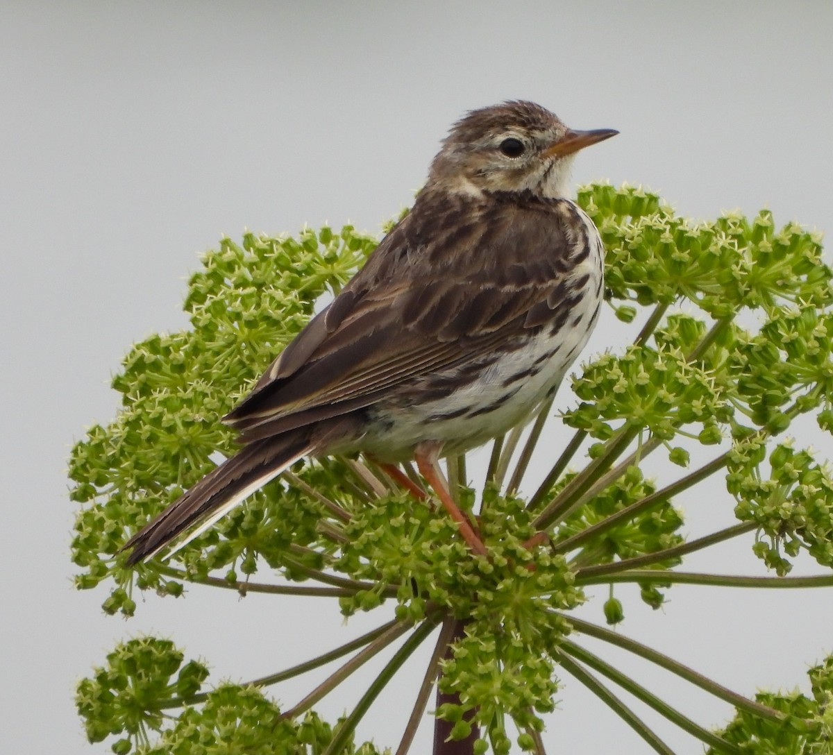 Meadow Pipit - ML622214449