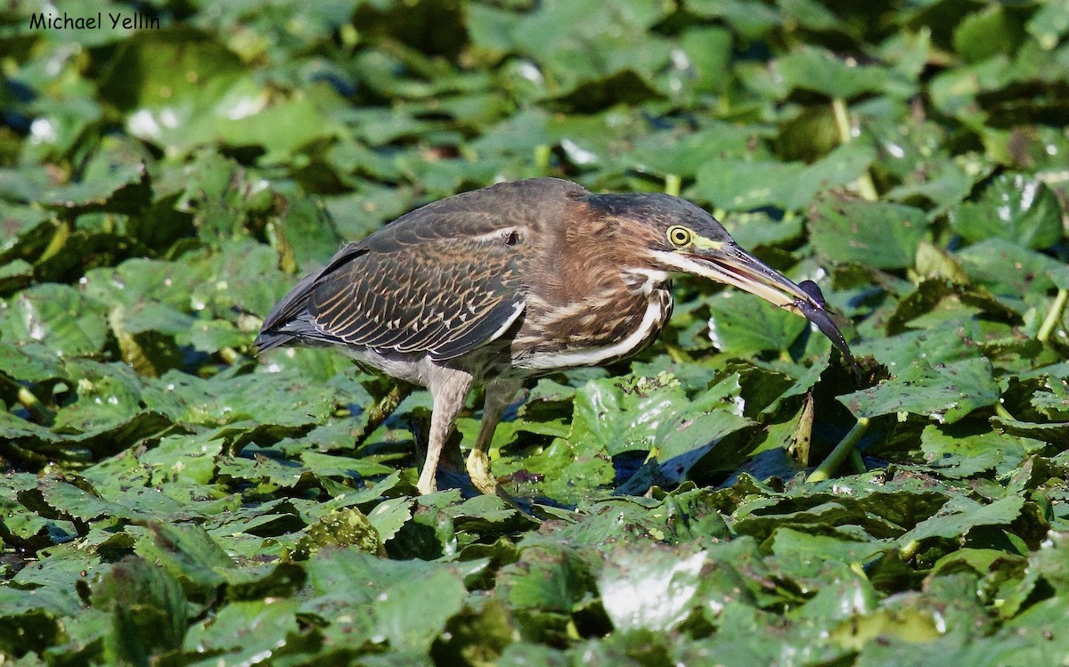 Green Heron - ML622214457