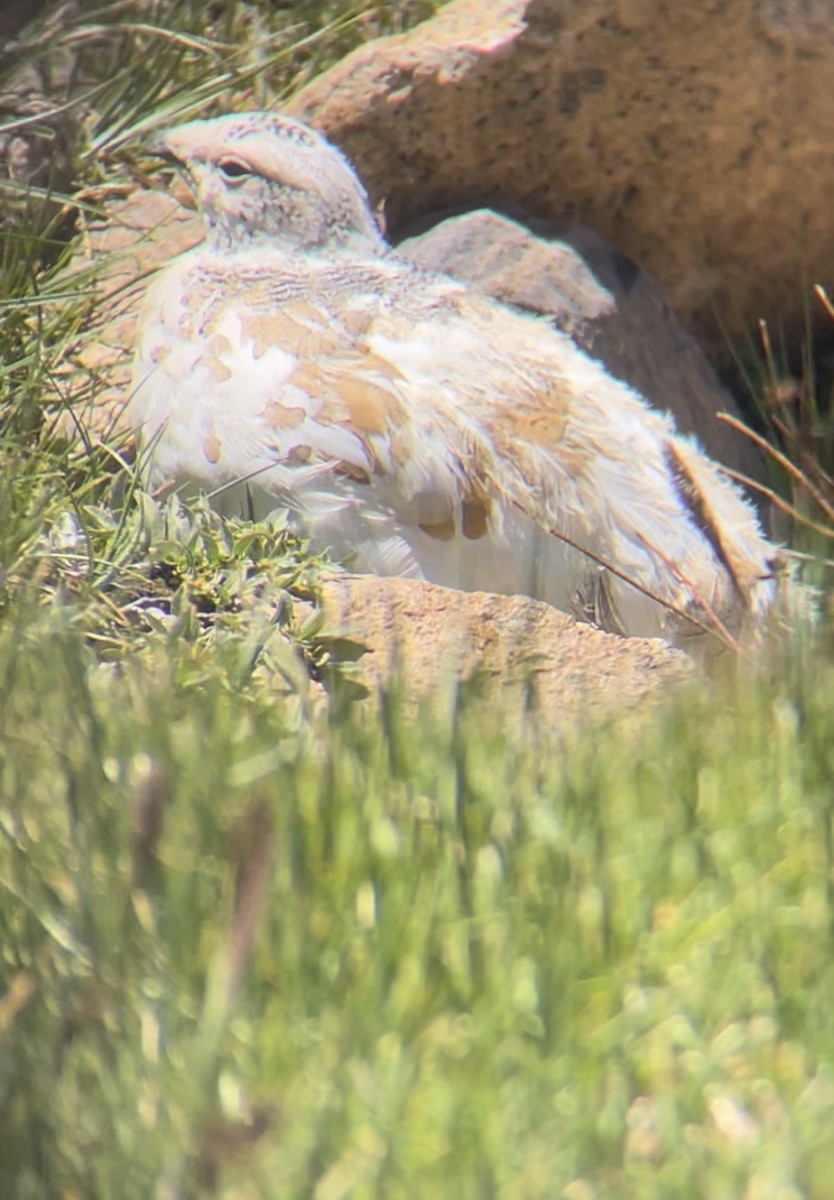 White-tailed Ptarmigan - ML622214462