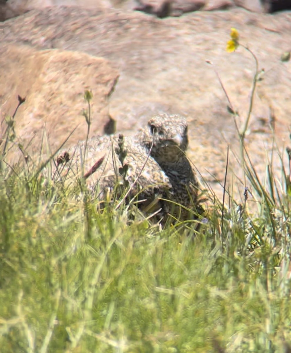 White-tailed Ptarmigan - ML622214463