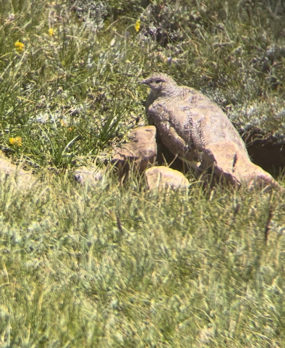 White-tailed Ptarmigan - ML622214464