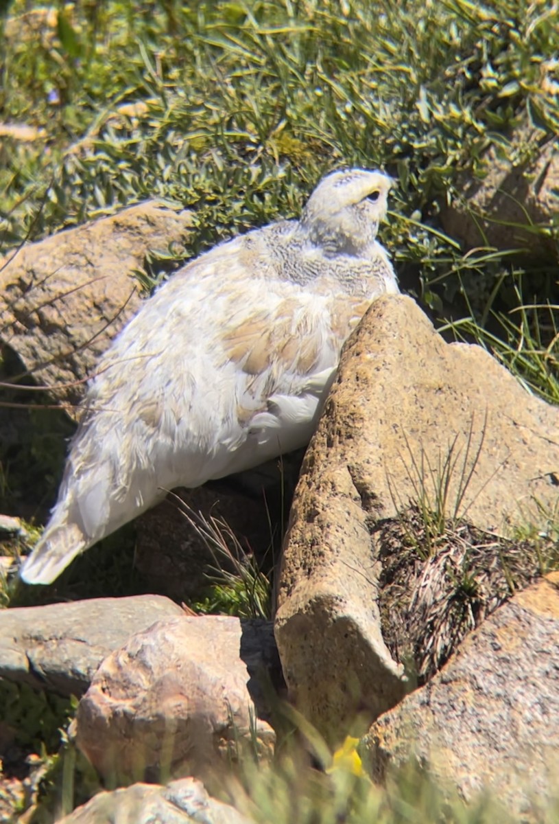 White-tailed Ptarmigan - ML622214465