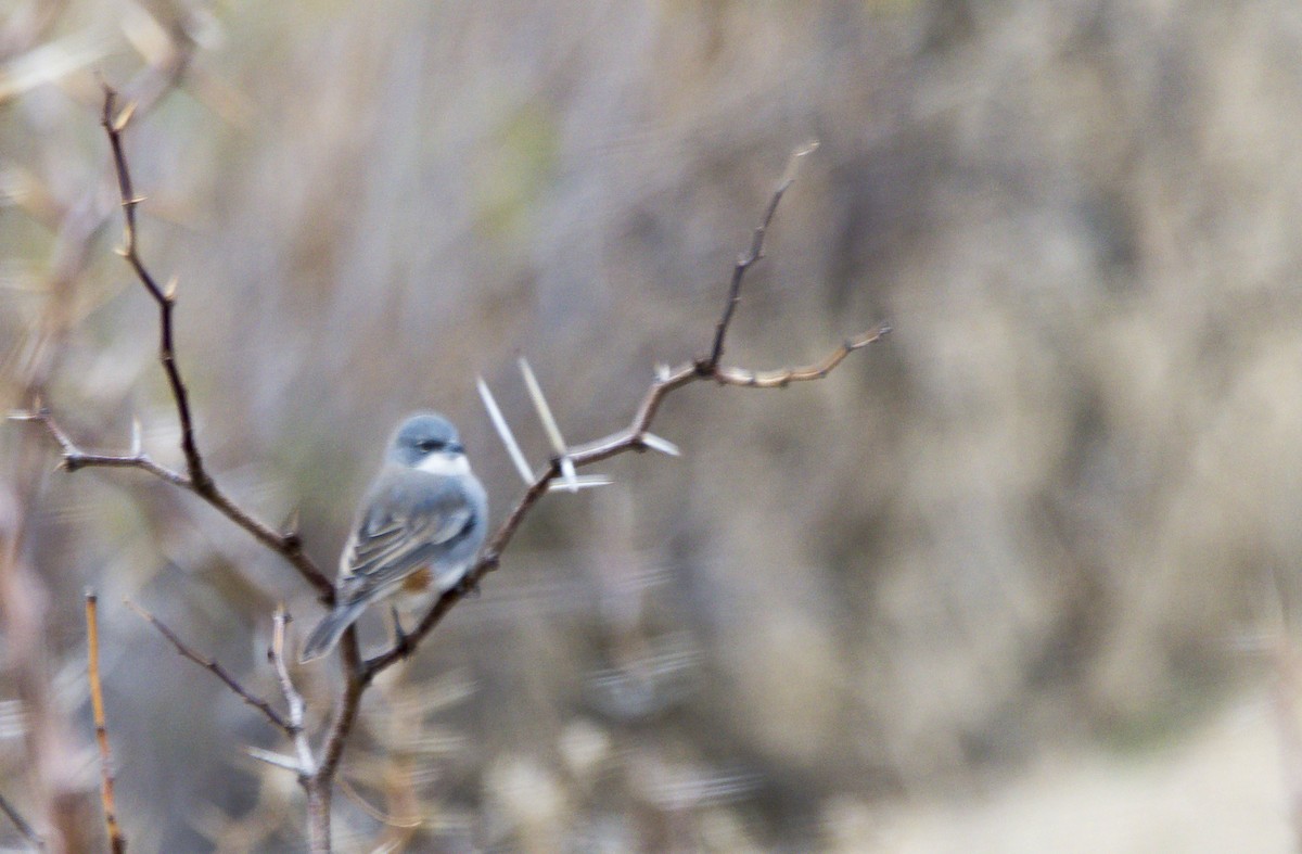 Diuca Finch - ML622214477