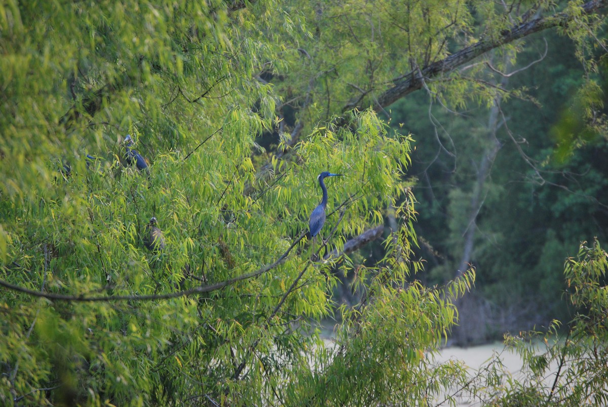 Tricolored Heron - ML622214495