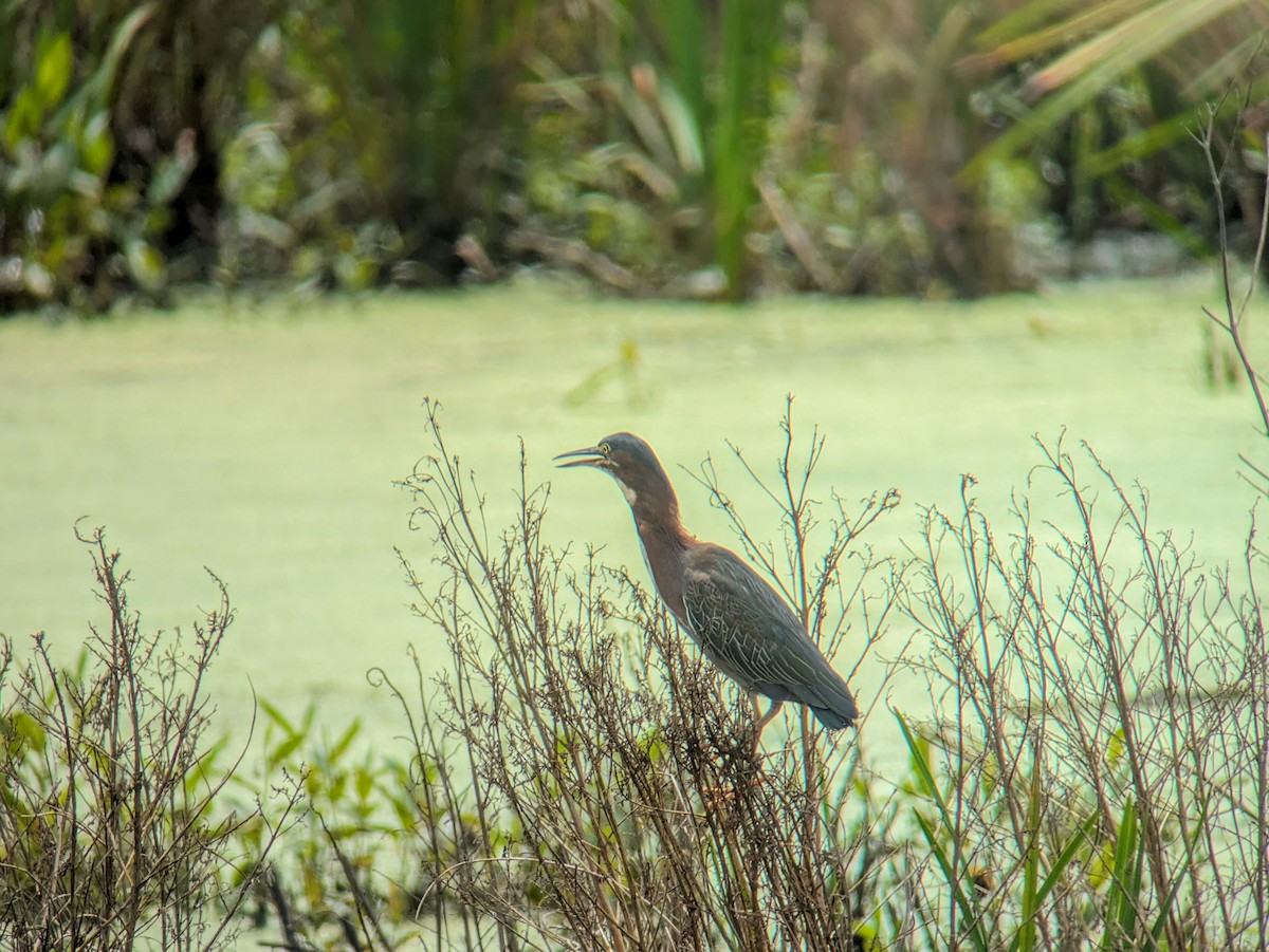 Green Heron - ML622214534