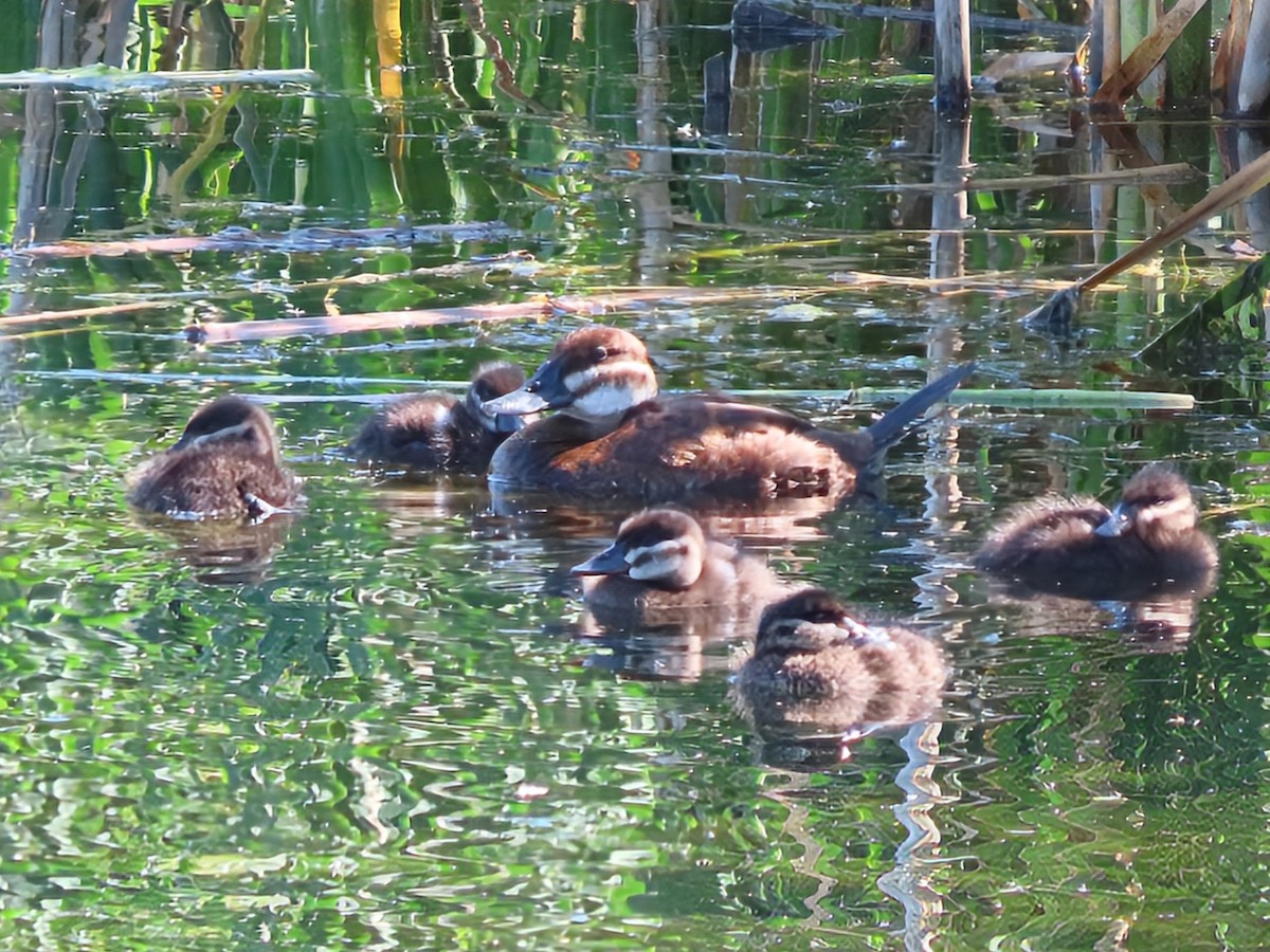 Ruddy Duck - ML622214544