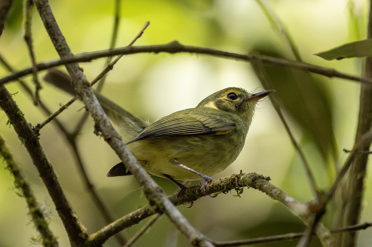 Oustalet's Tyrannulet - ML622214556