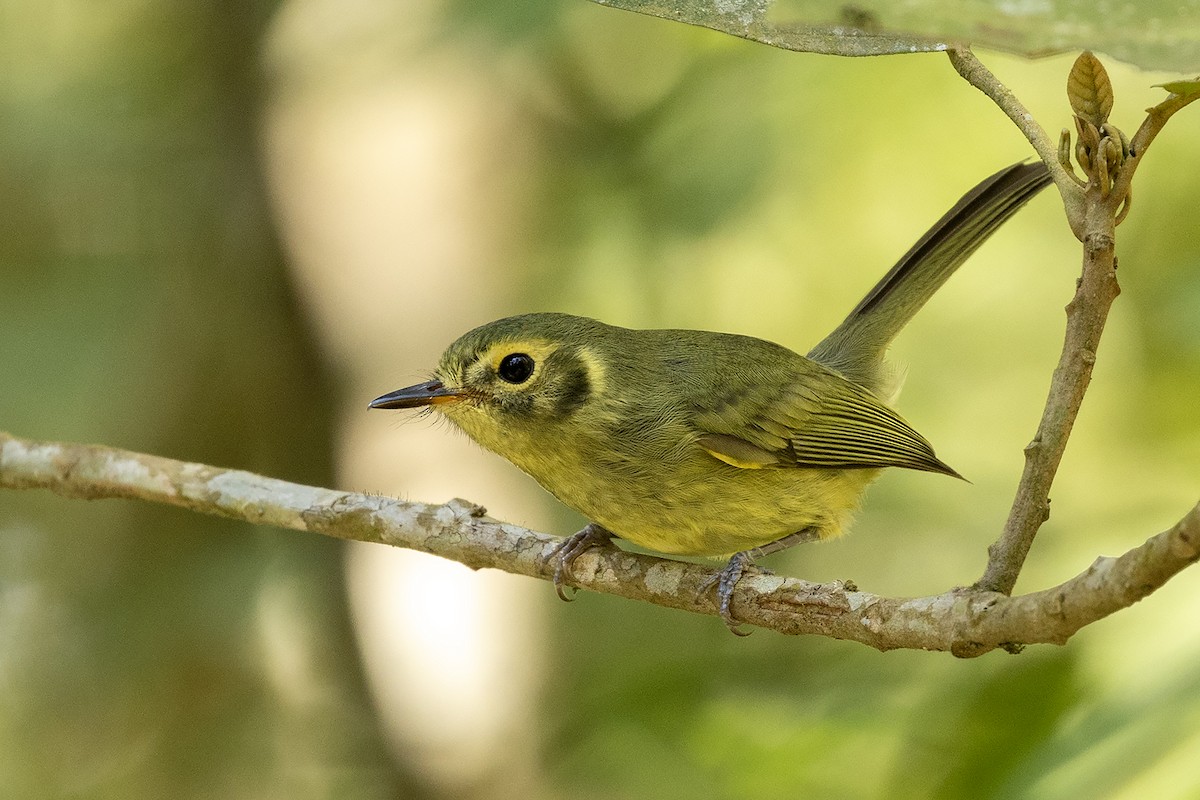 Oustalet's Tyrannulet - ML622214566