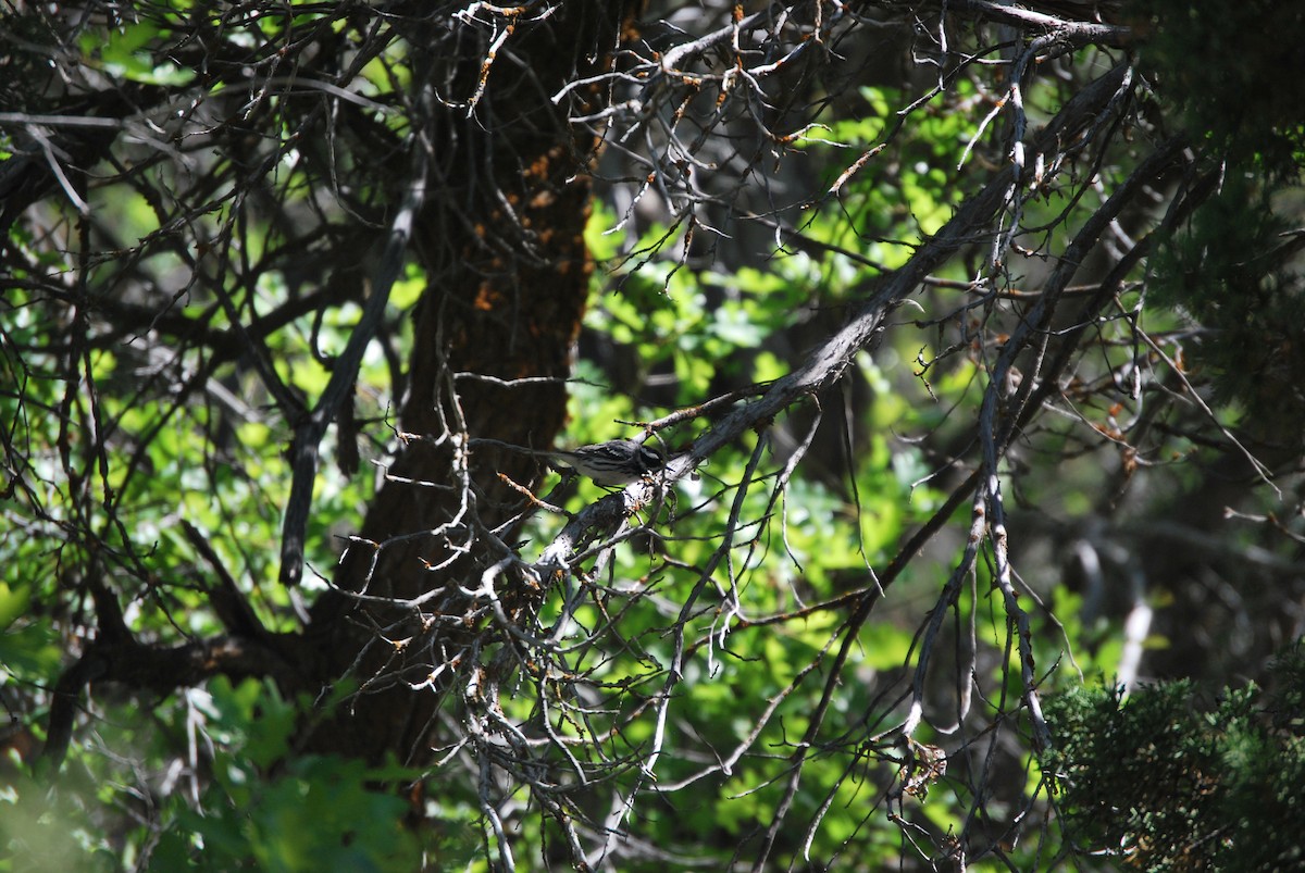 Black-throated Gray Warbler - ML622214581