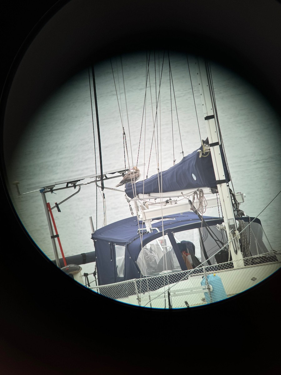 Red-footed Booby - ML622214609