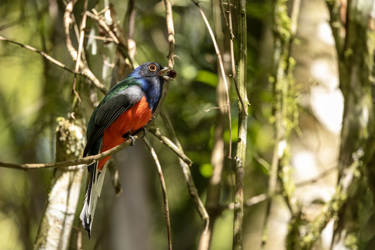 Surucua Trogon (Orange-bellied) - Niall D Perrins