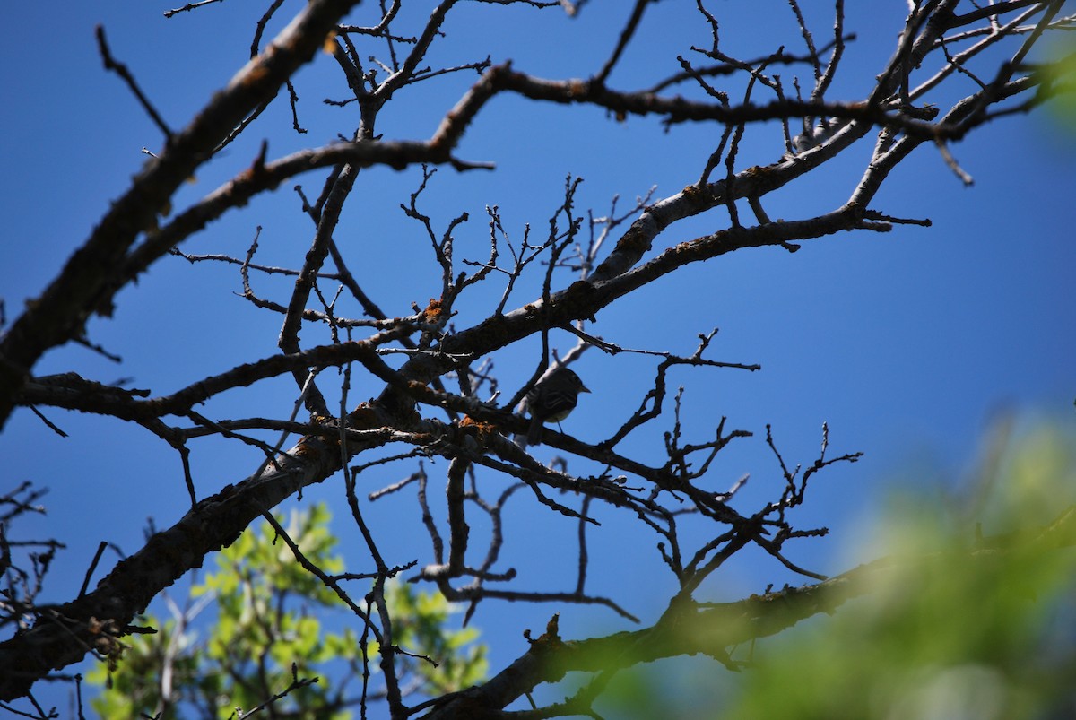 Western Flycatcher (Cordilleran) - ML622214630