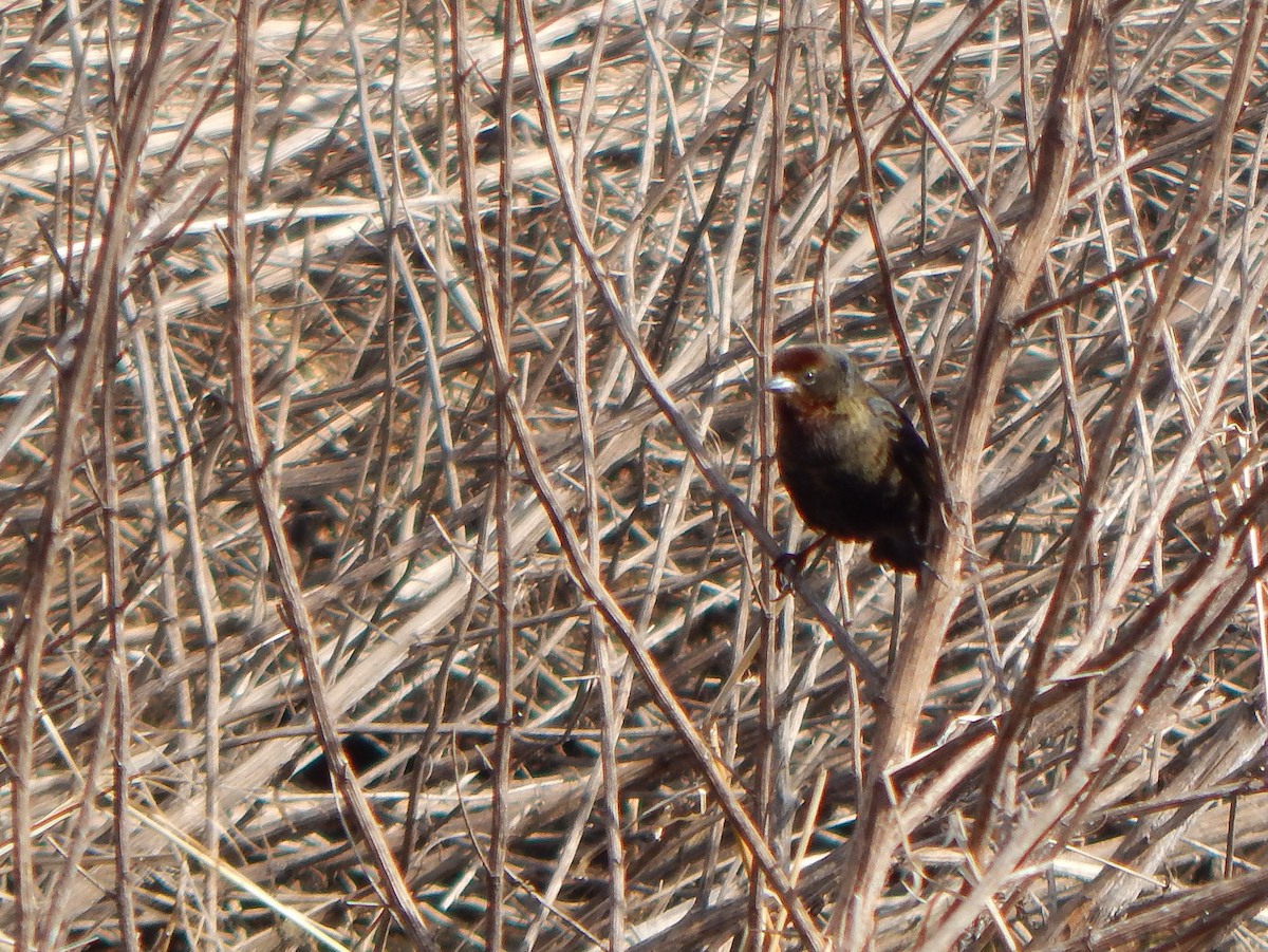 Chestnut-capped Blackbird - Bautista Cerminato