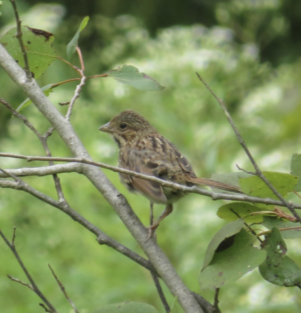 Song Sparrow - Dan Minkin