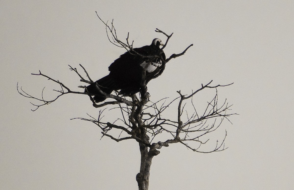 Red-throated Piping-Guan - Linda Eyster