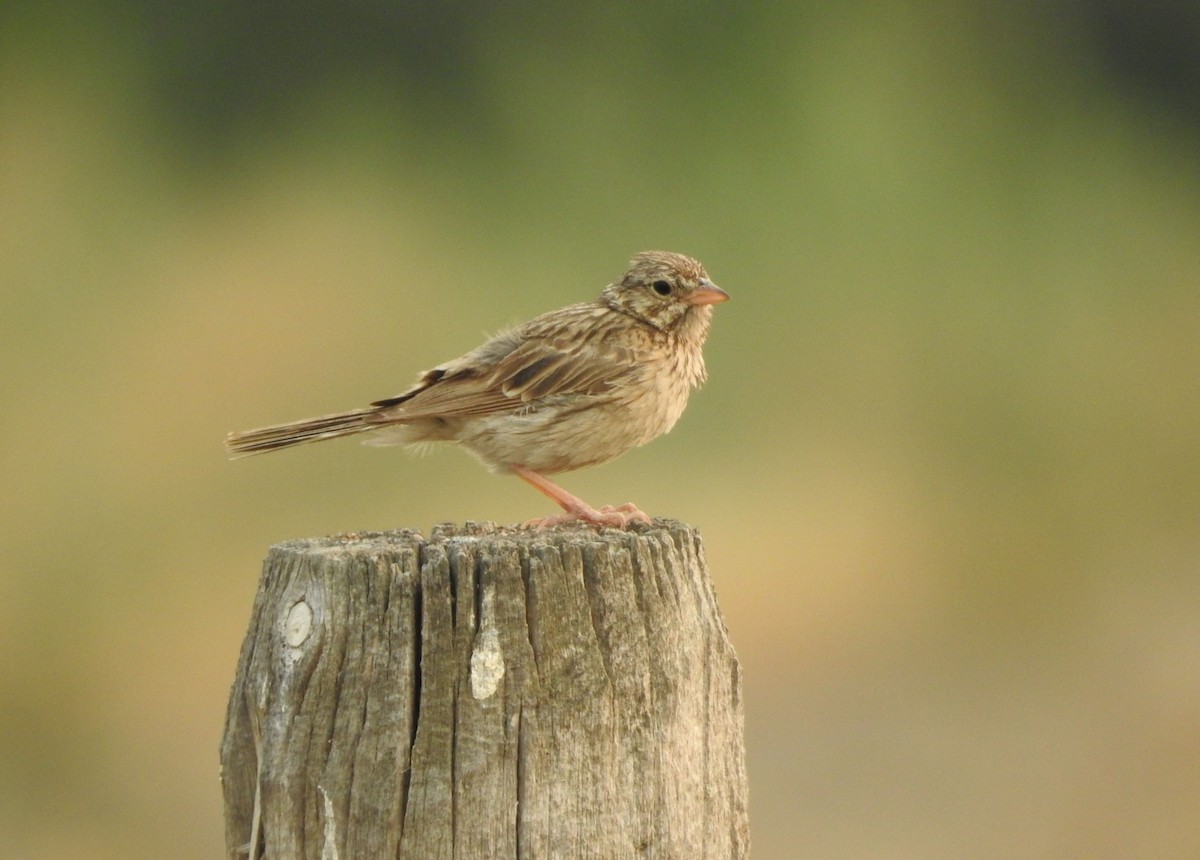 Vesper Sparrow - ML622214654