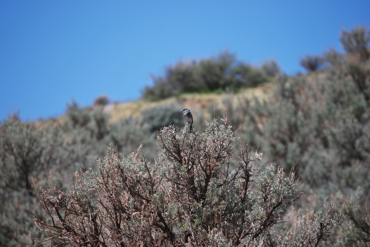 Gray Flycatcher - ML622214665