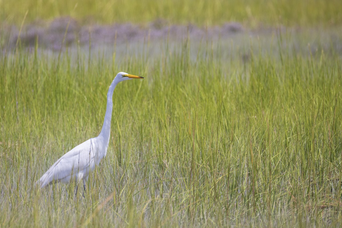 Great Egret - ML622214669