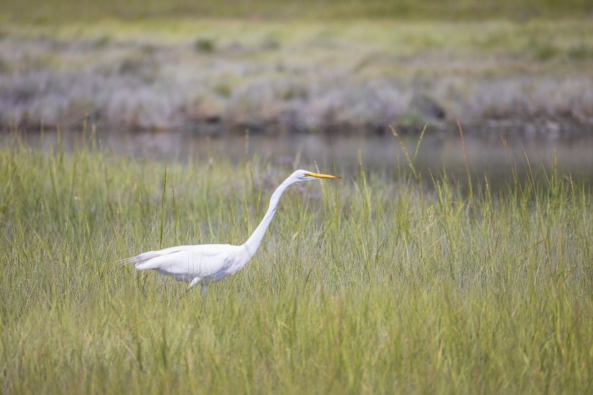 Great Egret - ML622214670