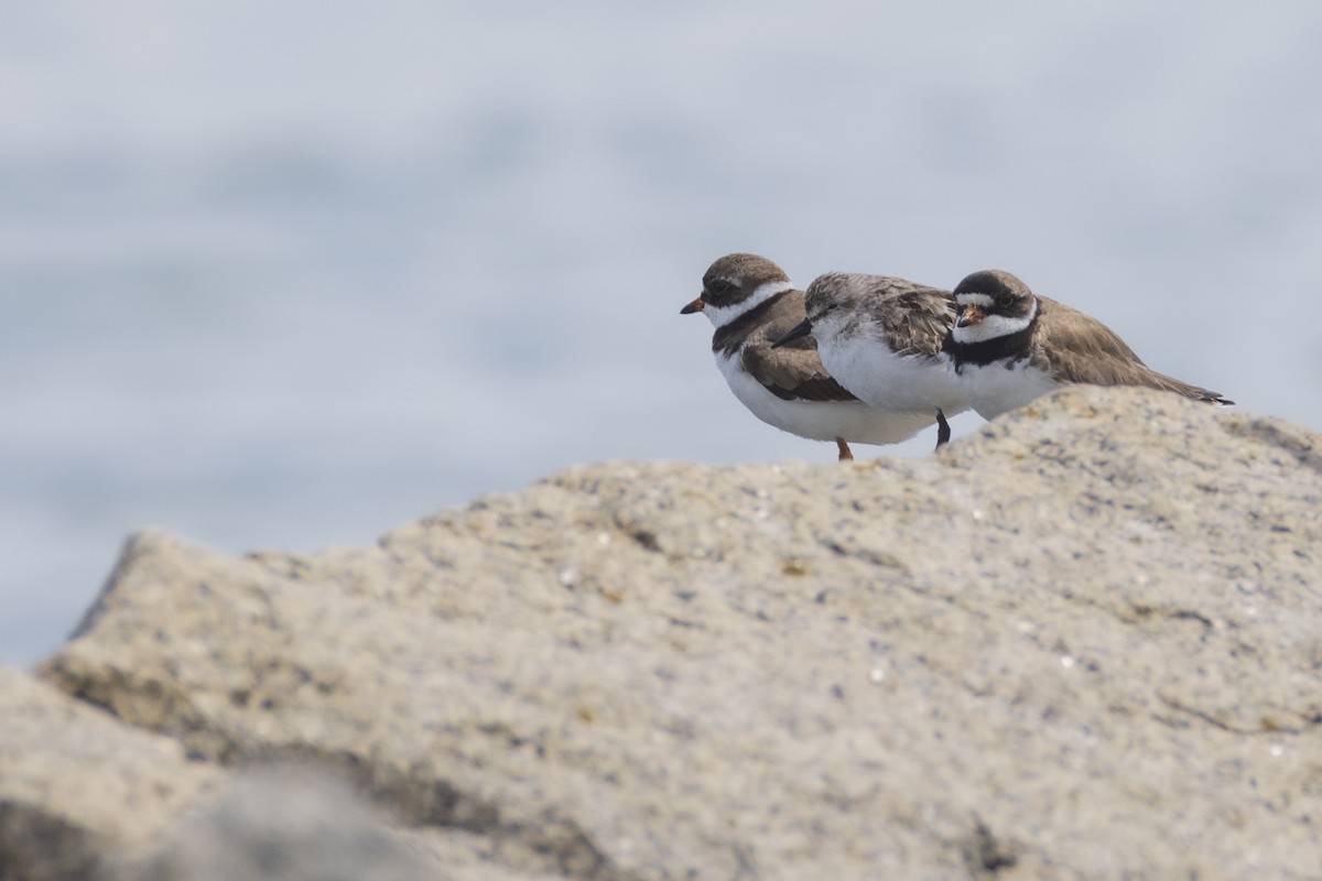 Semipalmated Plover - ML622214680