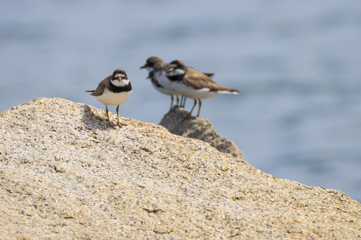 Semipalmated Plover - ML622214683