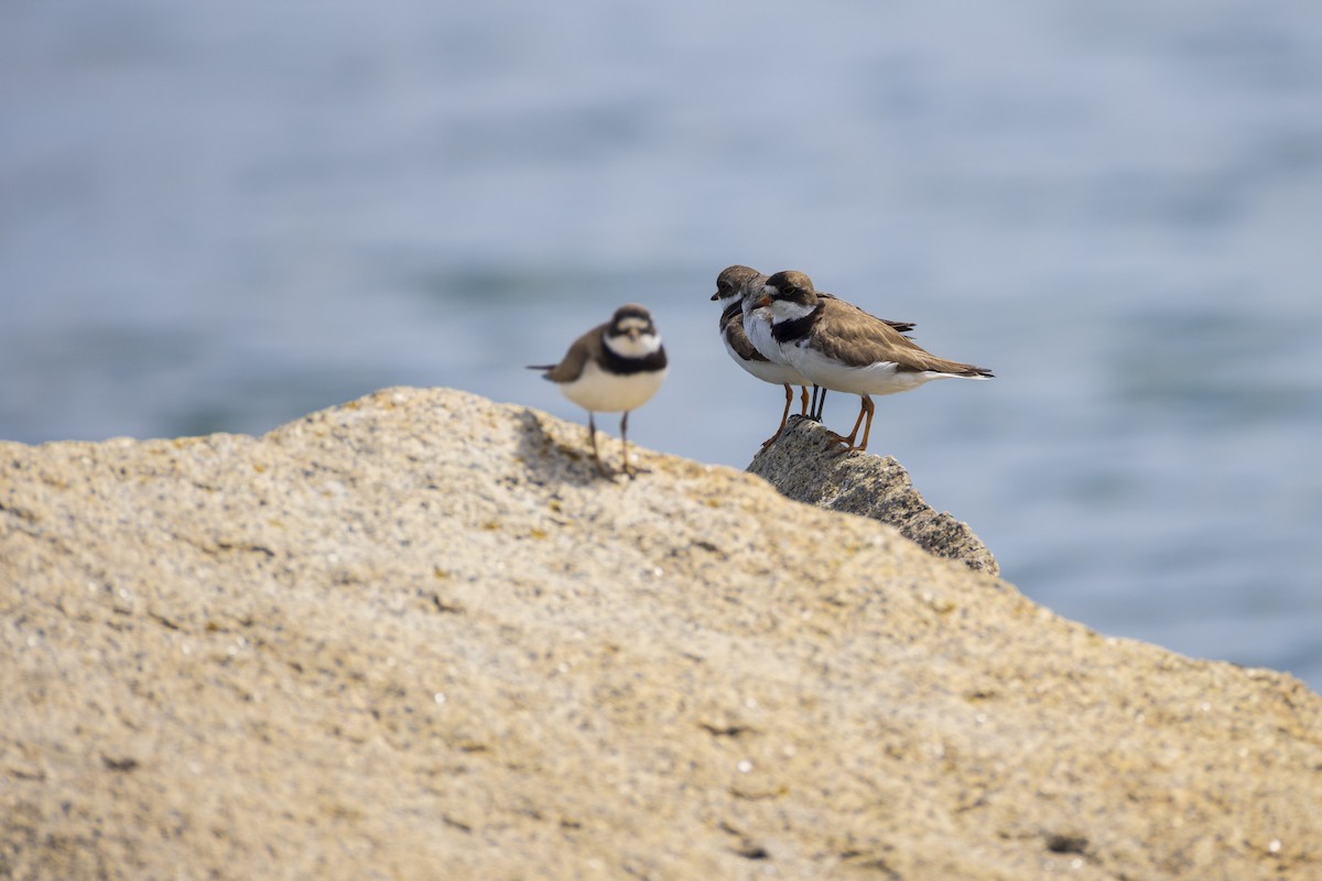 Semipalmated Plover - ML622214685