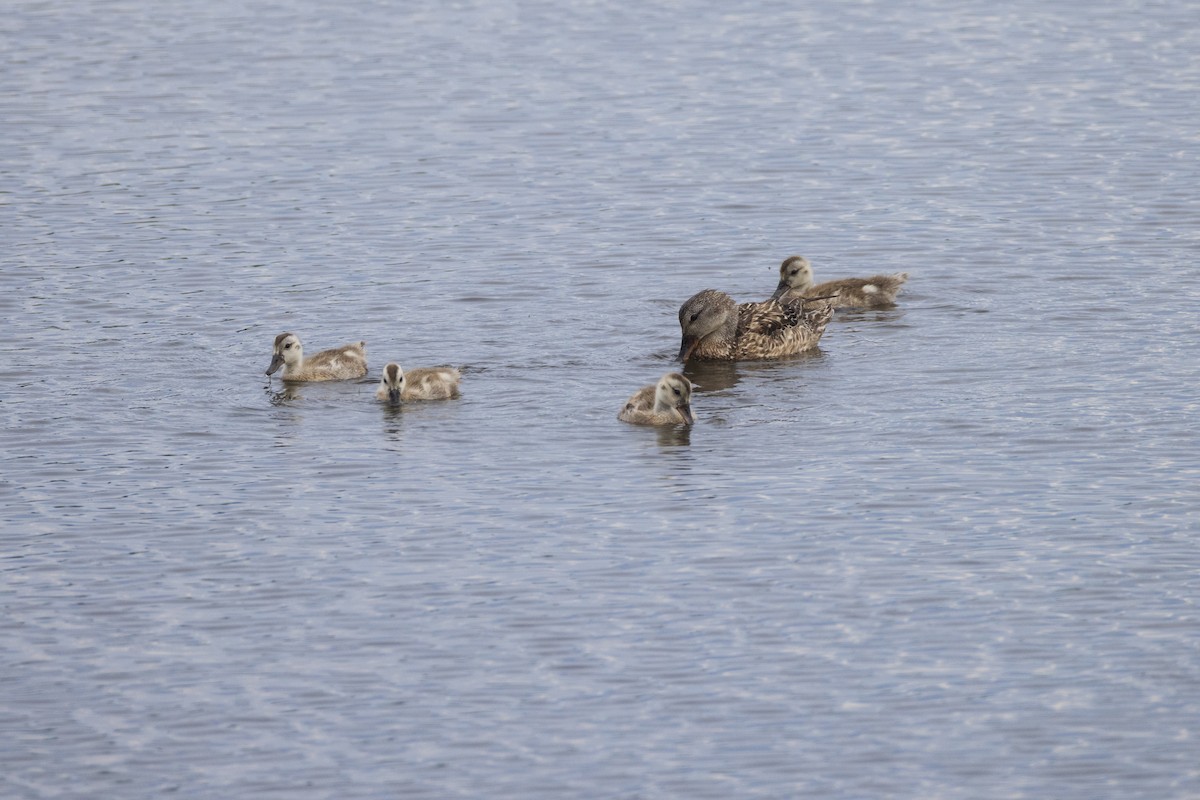 Gadwall - Harris Stein