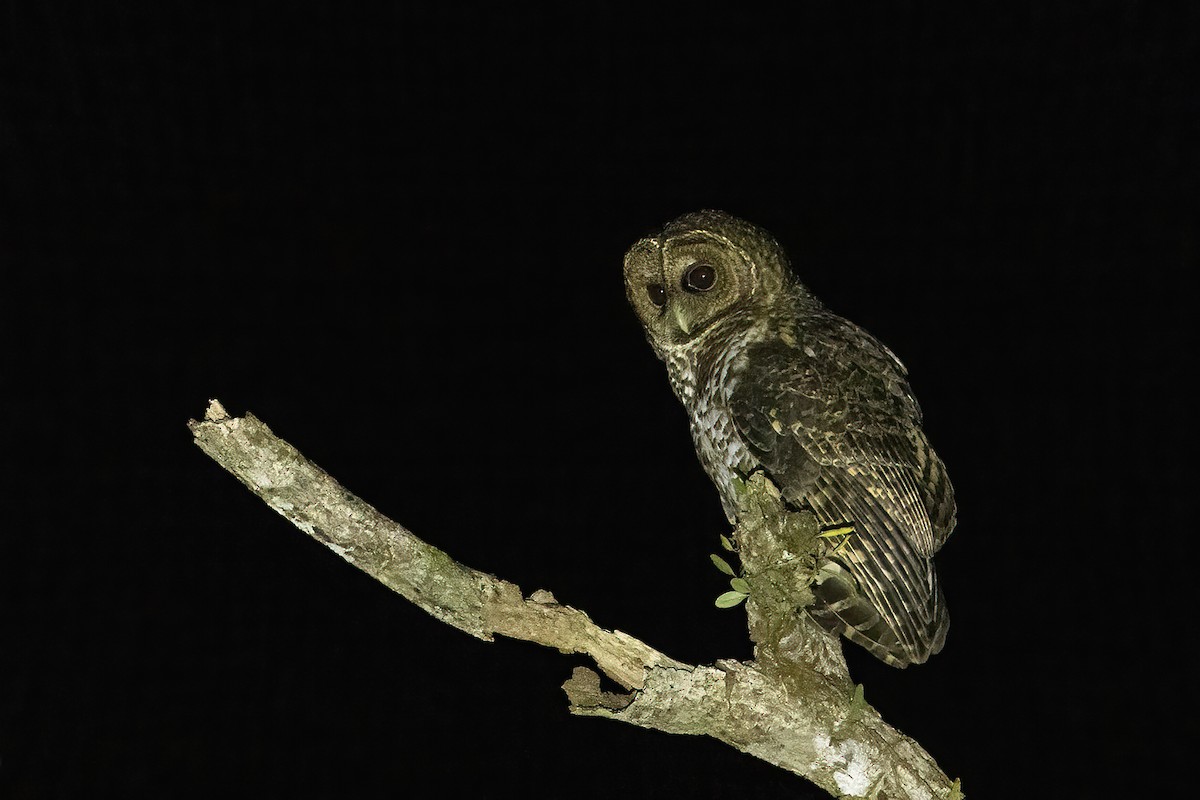 Rusty-barred Owl - ML622214747