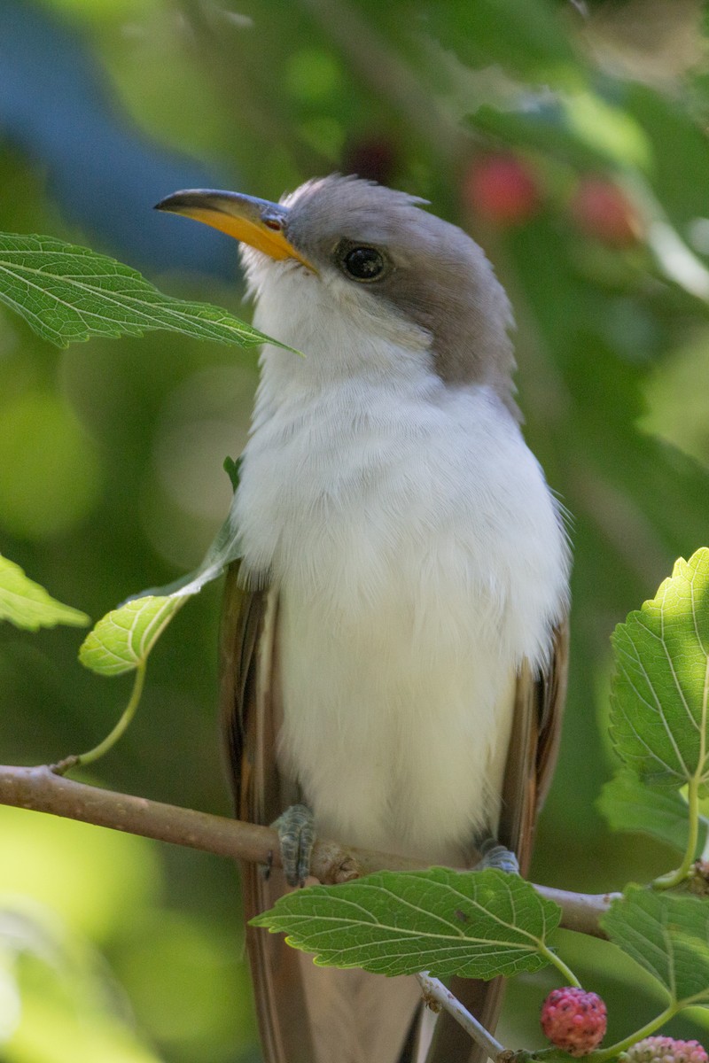 Cuclillo Piquigualdo - ML622214841