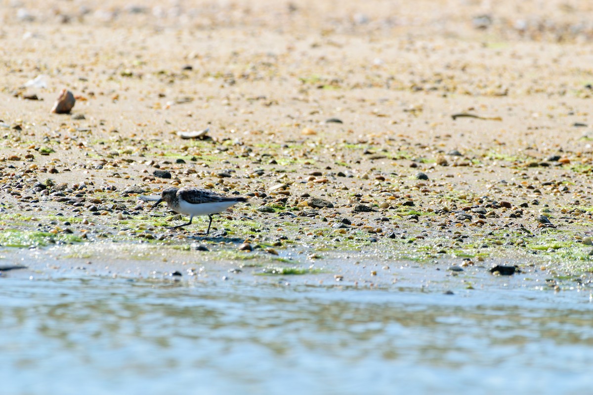 Bécasseau sanderling - ML622214937