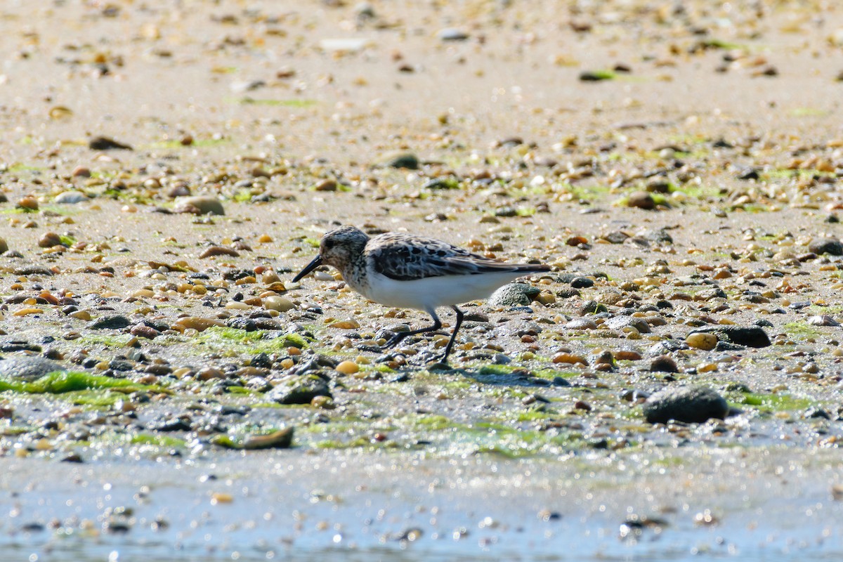 Bécasseau sanderling - ML622214944