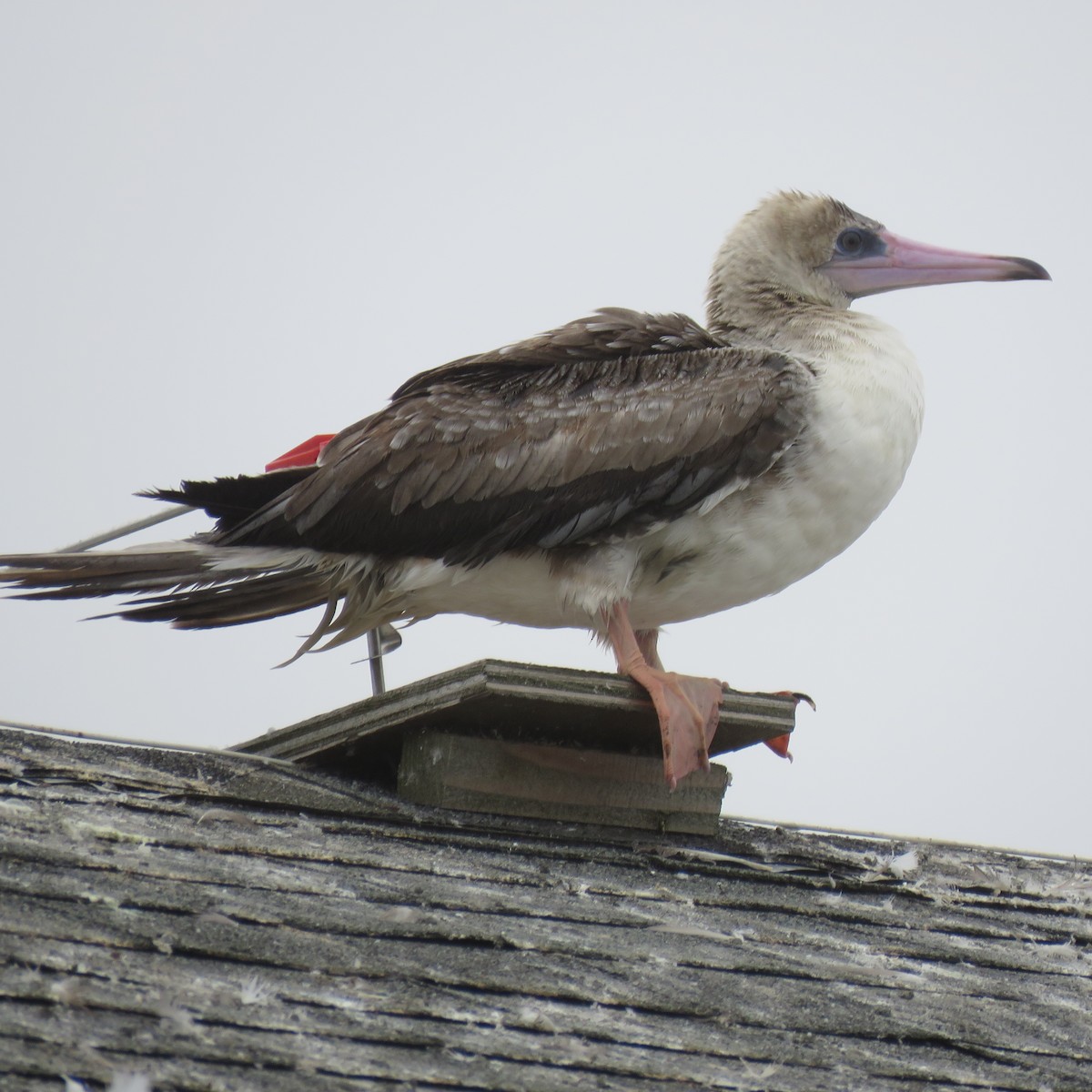 Red-footed Booby - ML622214996