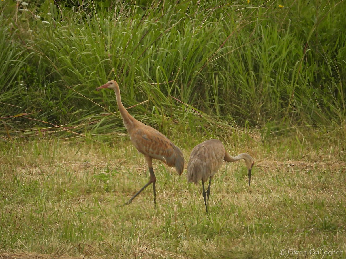 Sandhill Crane (tabida/rowani) - ML622215052