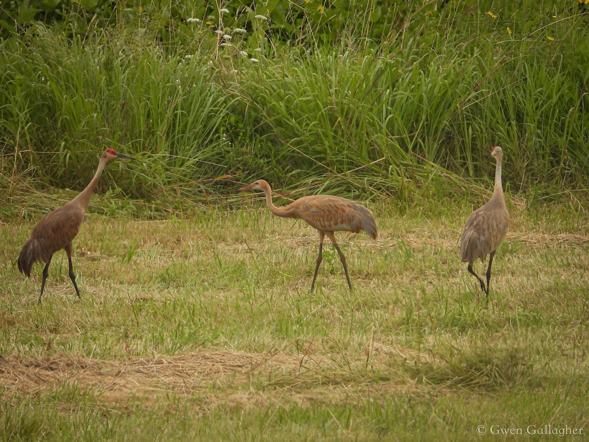 Sandhill Crane (tabida/rowani) - ML622215053