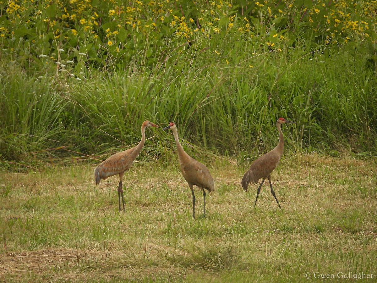 Sandhill Crane (tabida/rowani) - Gwen Gallagher