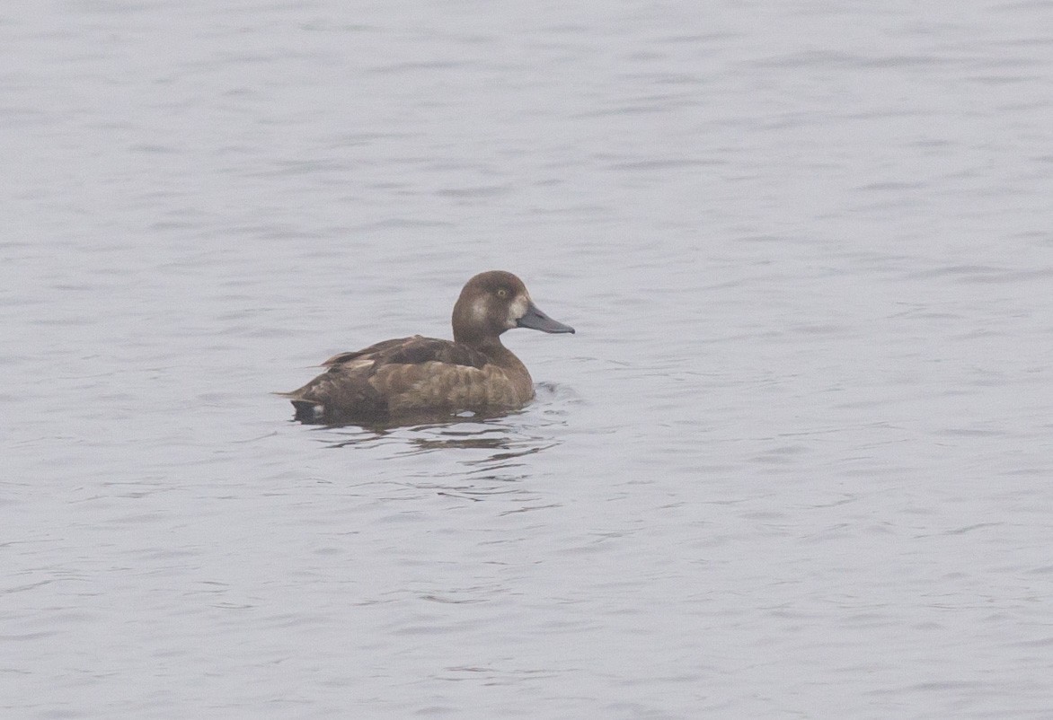 Greater Scaup - Alix d'Entremont