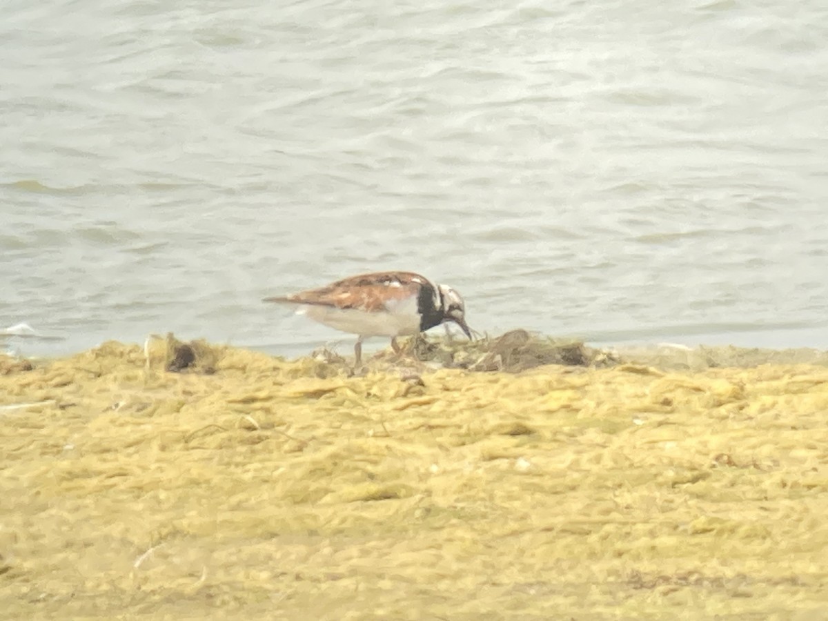 Ruddy Turnstone - ML622215151