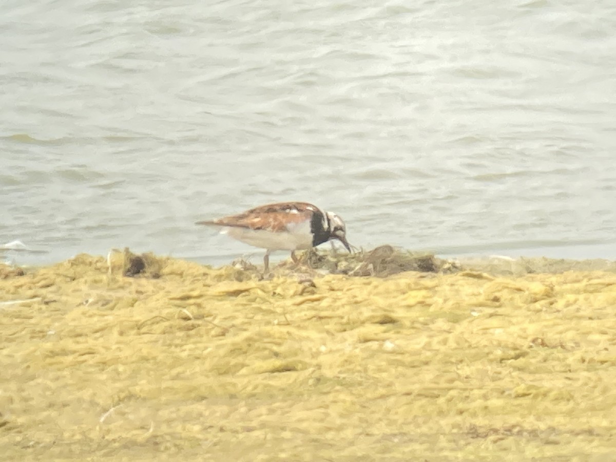 Ruddy Turnstone - ML622215151