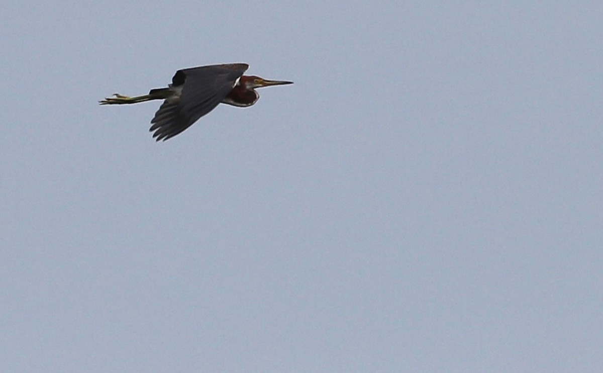 Tricolored Heron - ML622215169