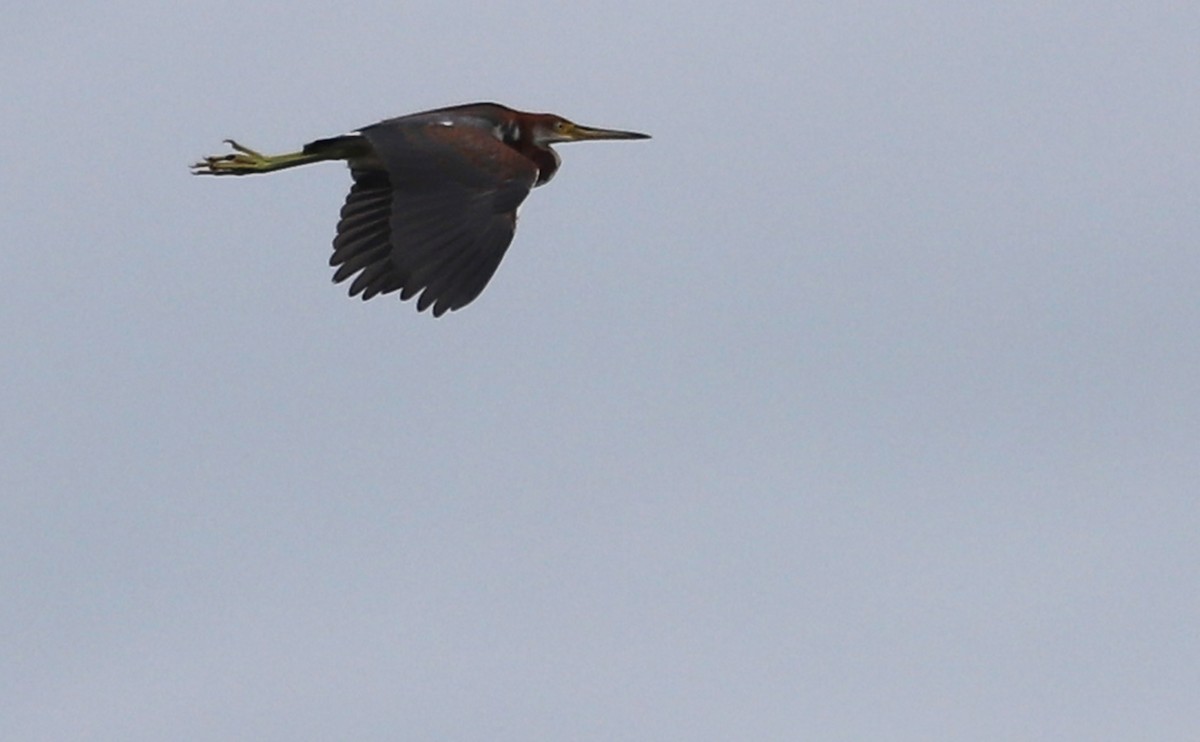 Tricolored Heron - Rob Bielawski