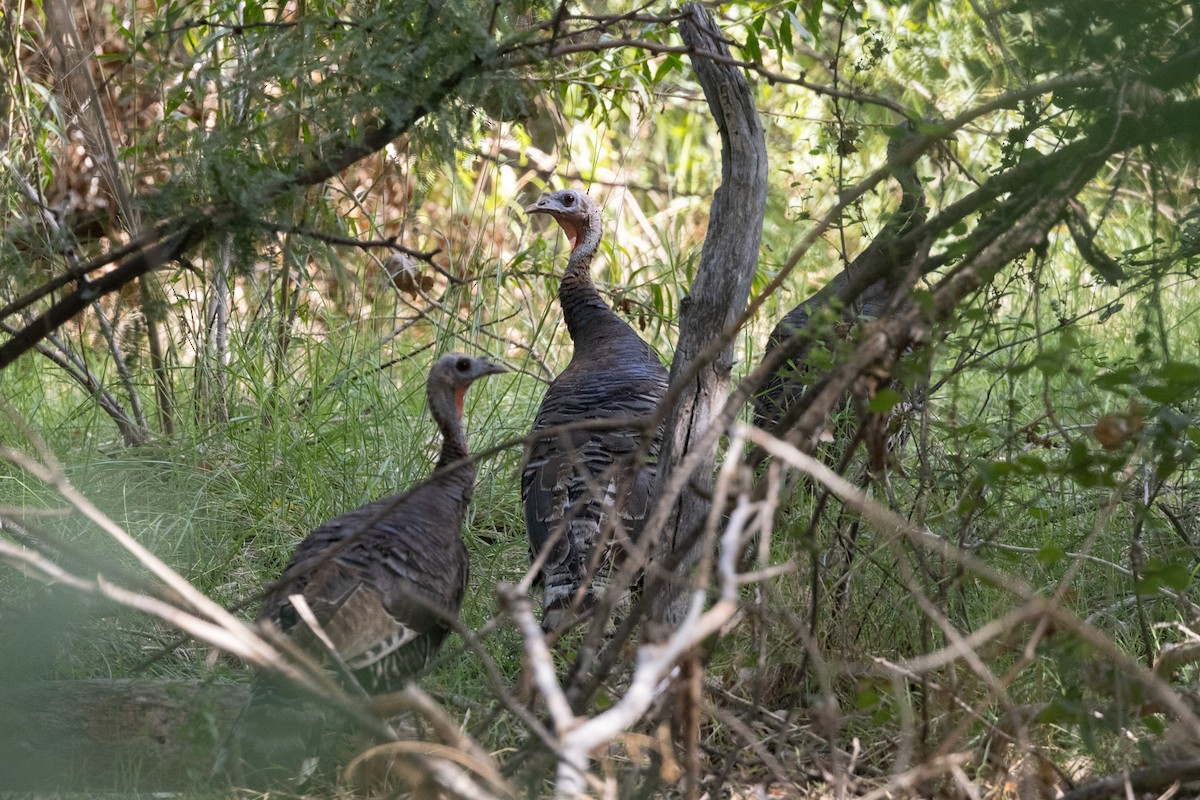 Wild Turkey - ML622215187