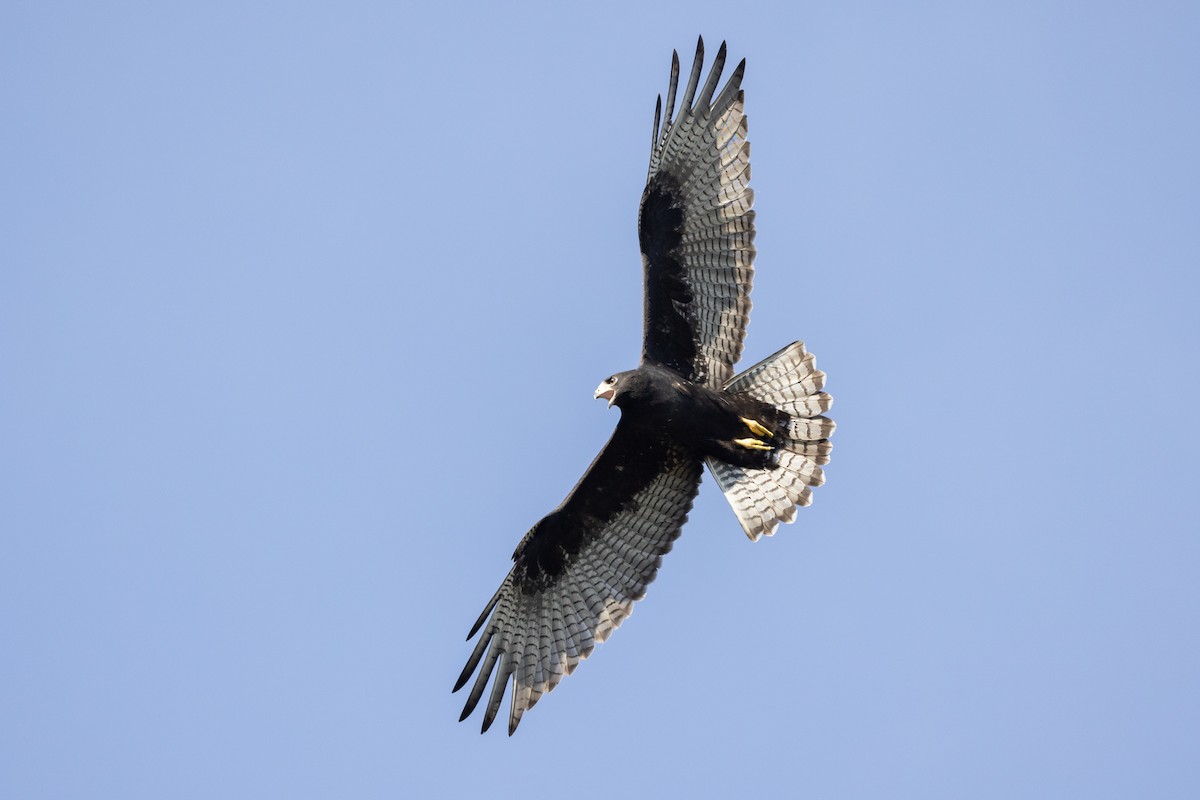 Zone-tailed Hawk - ML622215190