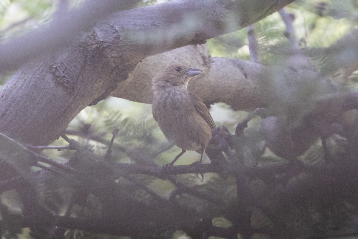 Indigo Bunting - ML622215198