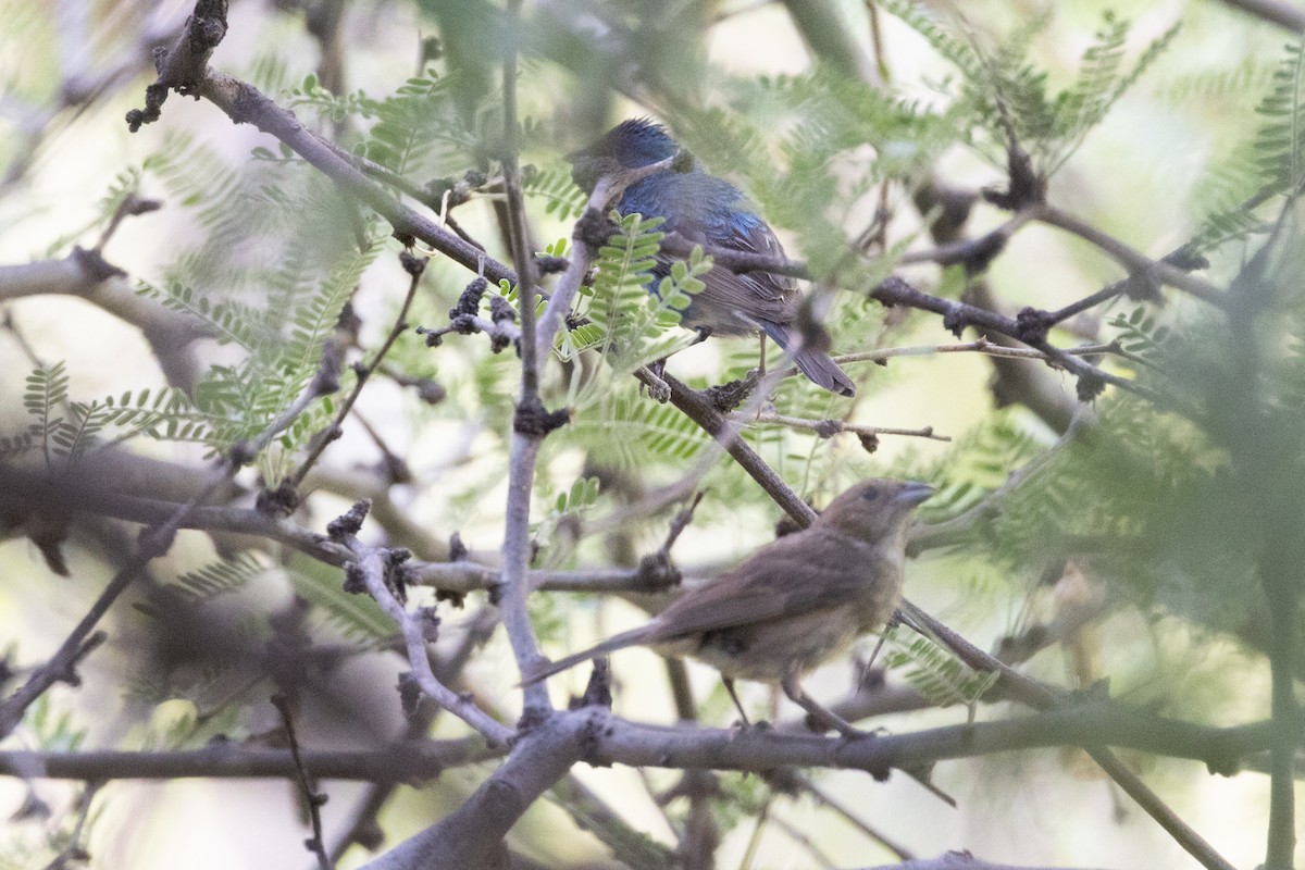 Indigo Bunting - ML622215199