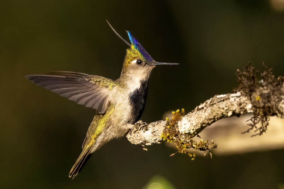 Colibri à huppe bleue - ML622215311