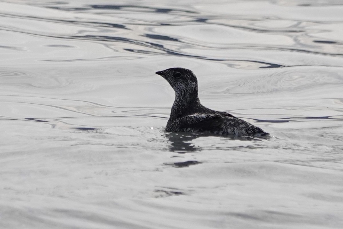 Marbled Murrelet - Terry Doyle