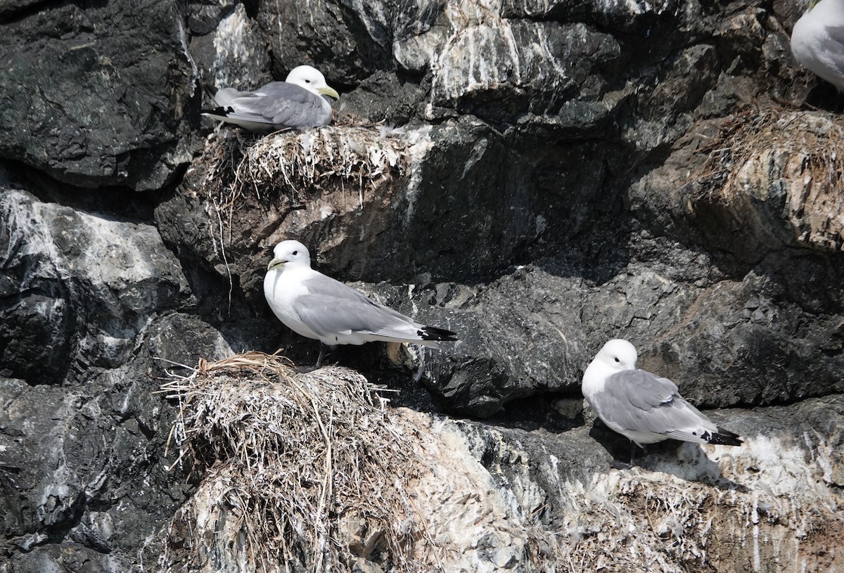 Black-legged Kittiwake - ML622215373