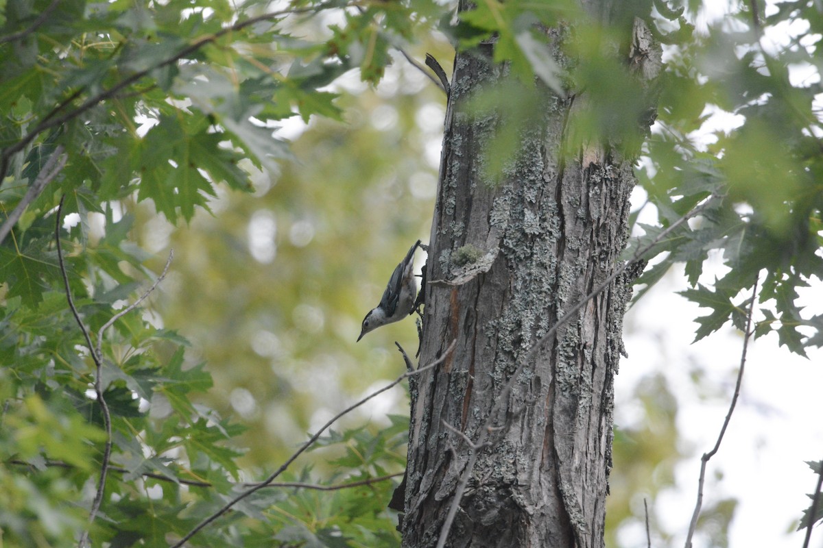 White-breasted Nuthatch - ML622215374