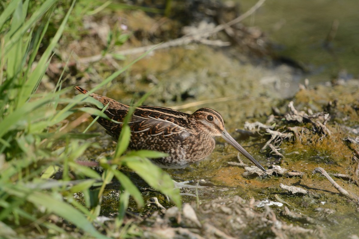 bekasina severoamerická - ML622215411